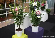 First of all at the stand of Van den Bos Flowerbulbs is this beautiful Rose Lily(at the right side). The genetics of this plant are breed to get a short compact plant.